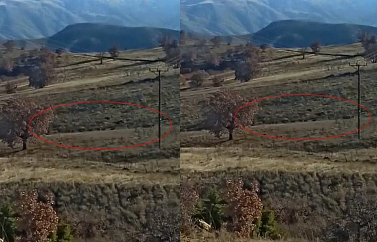 Elazığ'da Domuz Sürüsü Görüntülendi