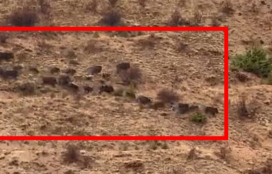 Elazığ'da domuz sürüsü görüntülendi