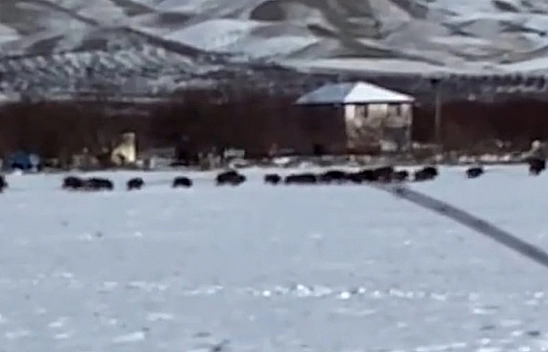 Elazığ'da domuz sürüsü kamerada