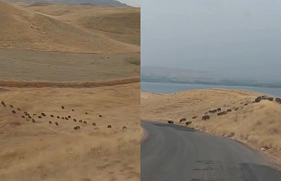 Elazığ'da Domuz Sürüsü Karayoluna Kadar İndi