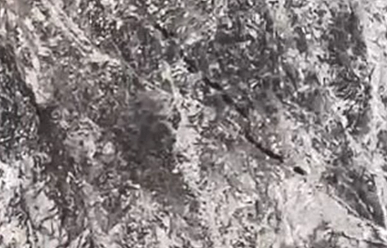 Elazığ'da domuz sürüsü köy yakınlarında görüntülendi