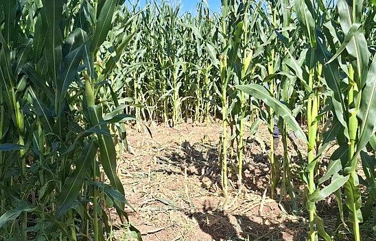 Elazığ'da domuz sürüsü mısır tarlasını talan etti