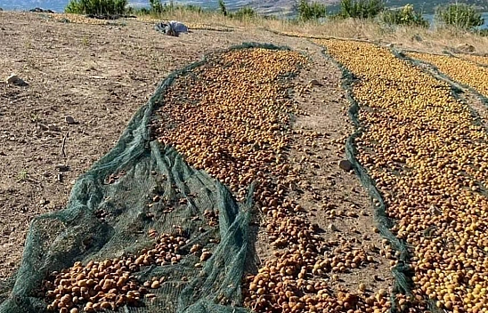Elazığ'da Domuz Sürüsü Tonlarca Kayısıyı Çöp Etti