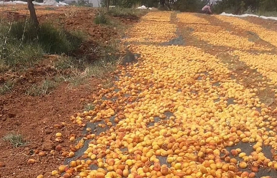 Elazığ'da Domuz Sürüsü Tonlarca Kayısıyı Çöp Etti
