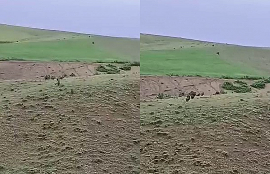 Elazığ'da Domuz Sürüsü Yerleşim Yerine Kadar İndi