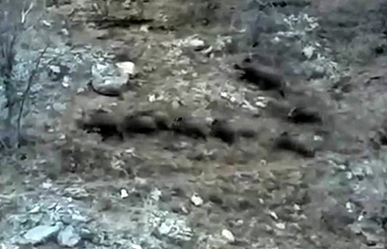 Elazığ'da domuz sürüsü yerleşim yerinde görüntülendi