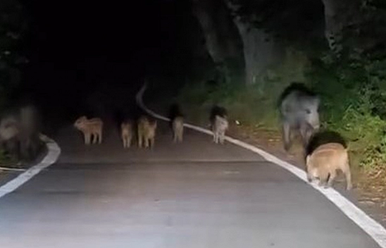Elazığ'da domuz sürüsü yola indi