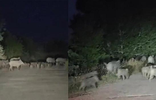 Elazığ'da domuz sürüsü yola indi