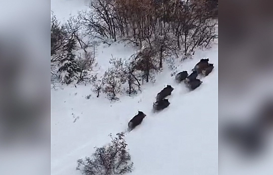 Elazığ'da domuzlar dron takibinde