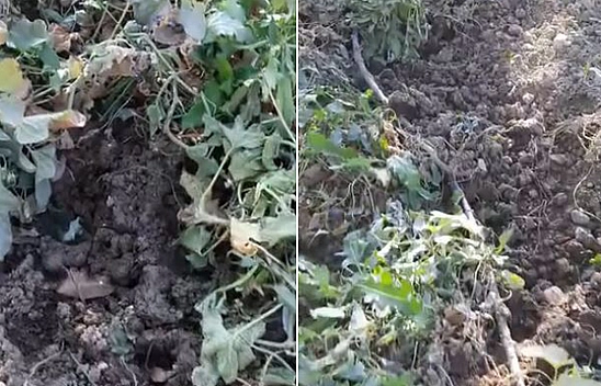 Elazığ'da Domuzların Talanı Bitmiyor, Sebze Bahçeleri Kullanılmaz Hale Geldi