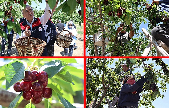 Elazığ'da donu unutturan kiraz hasadı