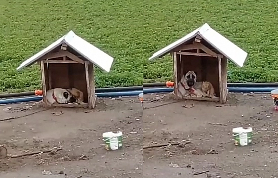 Elazığ'da Düşman İkiliyi Soğuk Birleştirdi