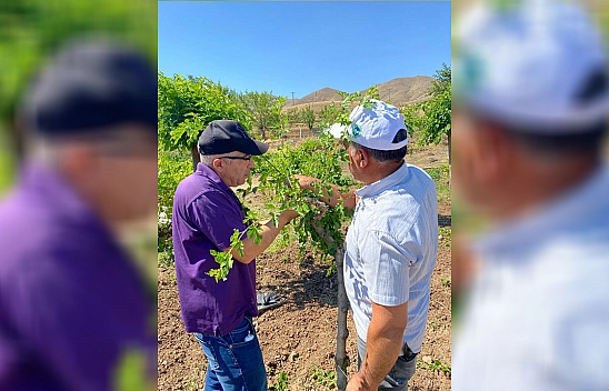 Elazığ'da dut bahçelerinde aşılama çalışması yapıldı