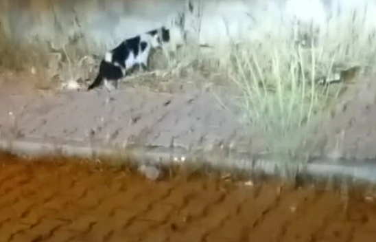 Elazığ'da eğlenceli anlar