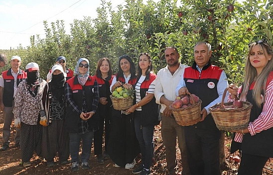 Elazığ'da elma hasadı başladı: Don zararı verimi düşürdü