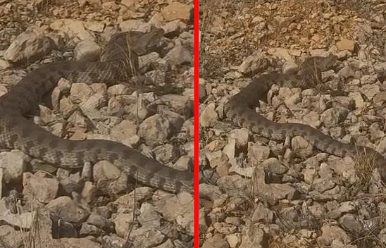 Elazığ'da engerek yılanı görüntülendi