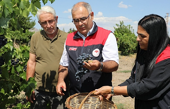 Elazığ'da erkenci üzüm hasadı başladı