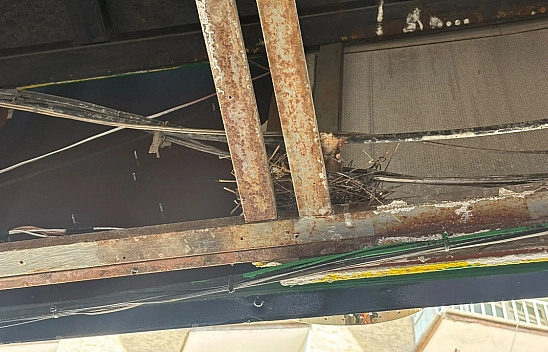 Elazığ'da esnaftan örnek davranış: Kuşların yuvası için tadilatı erteledi