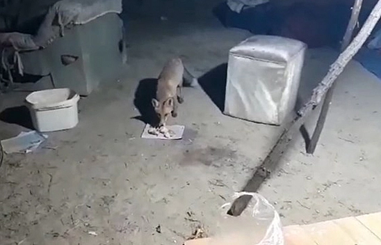 Elazığ'da Evcil Hayvanın Böylesi!