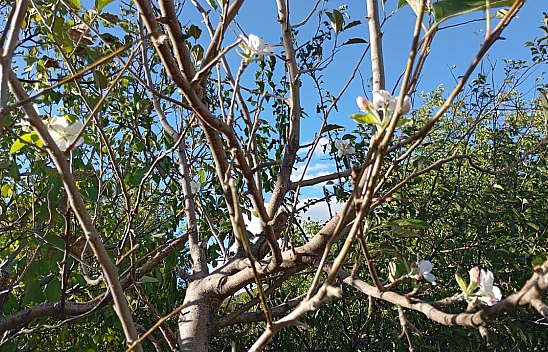 Elazığ'da Eylül ayında elma ağacı çiçek açtı