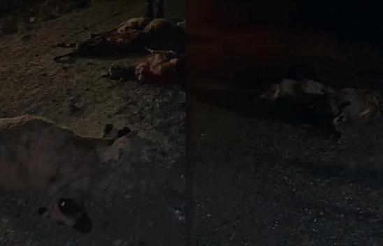 Elazığ'da facia! Koyun sürüsüne kamyonet çarptı: 30 koyun telef oldu