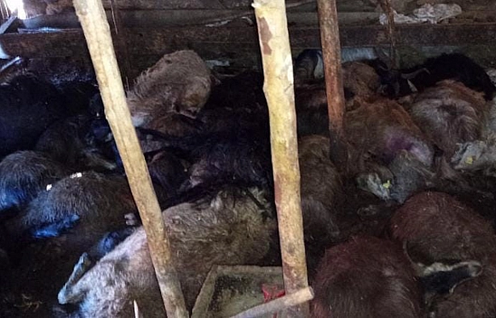 Elazığ'da facia! Yıldırım düştü: 45 küçükbaş hayvan telef oldu