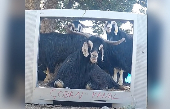 Elazığ'da fenomen çobanın yeni yıldızı keçisi oldu