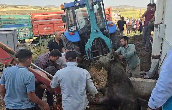 Elazığ'da firari dana çukurdan kurtarıldı