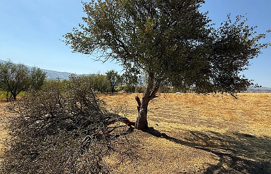 Elazığ'da fırtına onlarca yıllık ardıç ağacını ikiye böldü