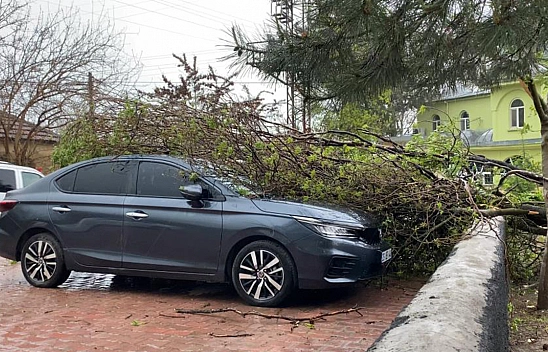 Elazığ'da fırtınaya dayanamayan ağaç, araçların üzerine devrildi