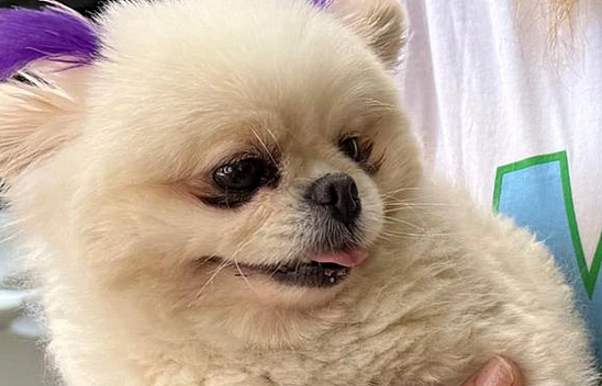 Elazığ'da Gazi Caddesi'nin firari minik misafiri!