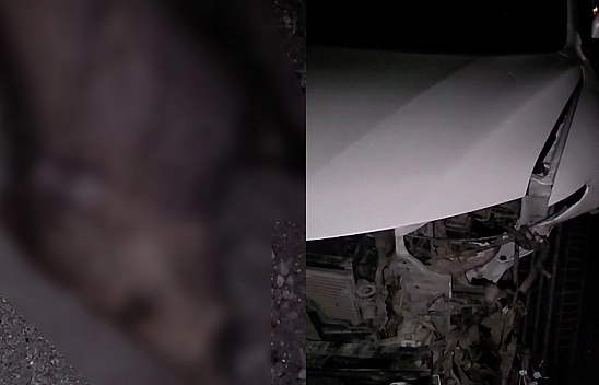 Elazığ'da gece yarısı domuz sürüsü faciası