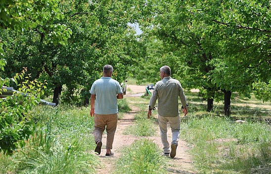 Elazığ'da Geçen Sene Don Vuran Kayısıyı Bu Sene de Sis Vurdu: Yüzde 60 Düşüş Bekleniyor!