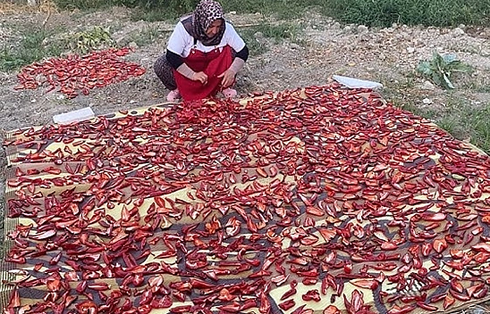 Elazığ'da gelenek devam ediyor: biber salçası yapımı başladı