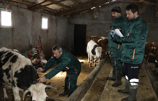 Elazığ'da geniş çaplı 'şap' mücadelesi
