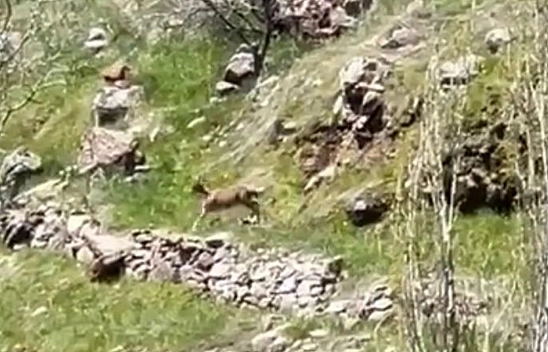 Elazığ'da Görenler Şaşkınlığını Gizleyemedi