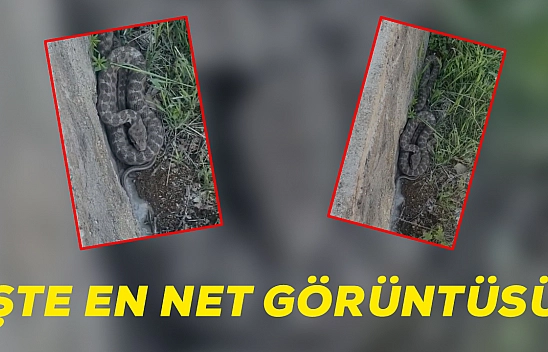 Elazığ'da görüldü! Anavatanı Asya ve Afrika olarak biliniyor: Panik yarattı