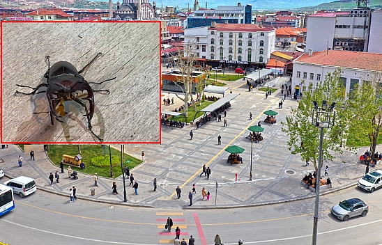 Elazığ'da görüldü: Bu böceği öldürmenin cezası 557 bin TL