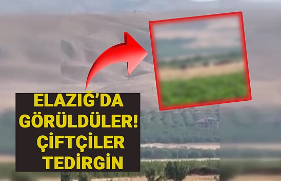 Elazığ'da görüldüler! Sürü halinde geziyorlar. Çiftçiler tedirgin