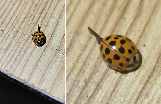 Elazığ'da görüntülendi bu uğur böceği ısırığı ile can yakıyor 