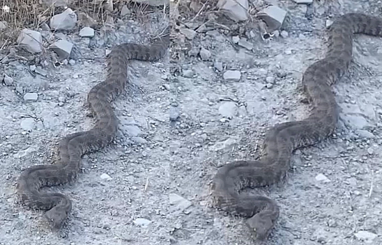 Elazığ'da görüntülenen yılan tedirgin etti