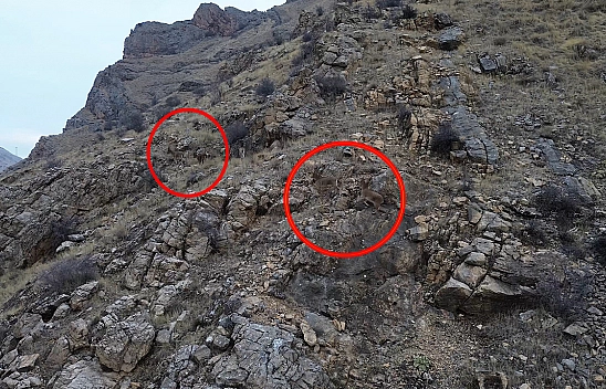 Elazığ'da grup halinde görülmeye devam ediyor