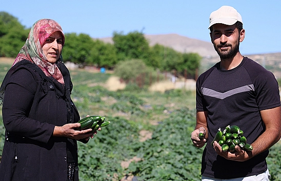 Elazığ'da hal fiyatına organik salatalık