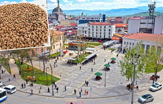 Elazığ'da hasadı başladı: rekolte düşük, fiyatlar hayal kırıklığı yarattı