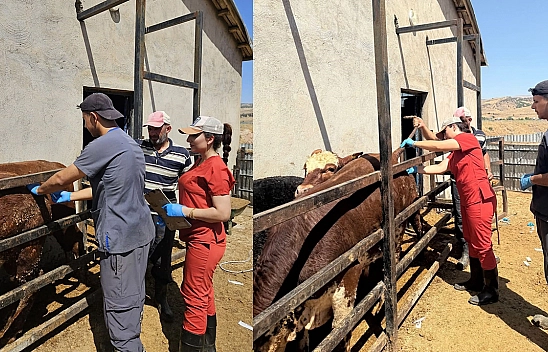 Elazığ'da hayvanlarda numune alındı