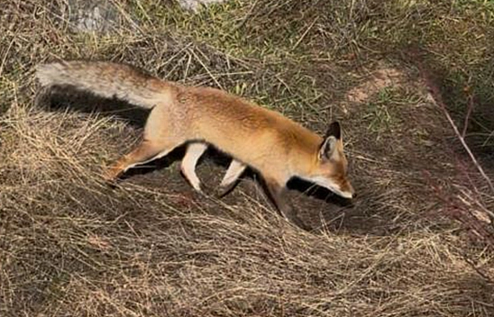 Elazığ'da her yerde görülmeye başlandı: İşte yeni adresi