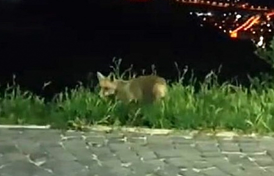 Elazığ'da Her Yerdeler, Gören Telefonuna Sarılıyor