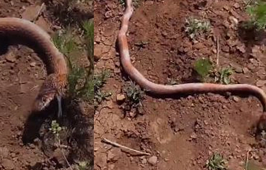 Elazığ'da Her Yerden Çıkıyorlar!