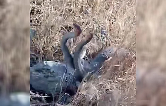 Elazığ'da Her Yerden Çıkıyorlar Görenler Dehşete Düşüyor