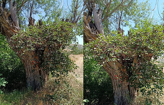 Elazığ'da Herkesi Hayrete Düşüren Ağaç Gören Telefonuna Sarılıyor